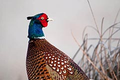 Fasan - Zum Vergroessern klicken!